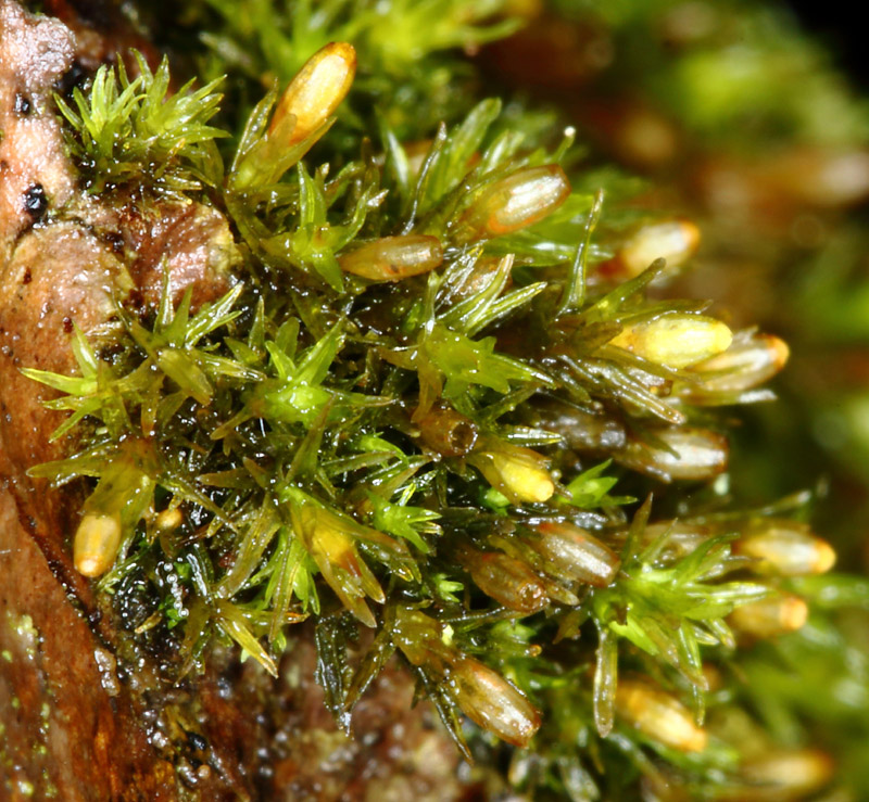 Orthotrichum pumilum